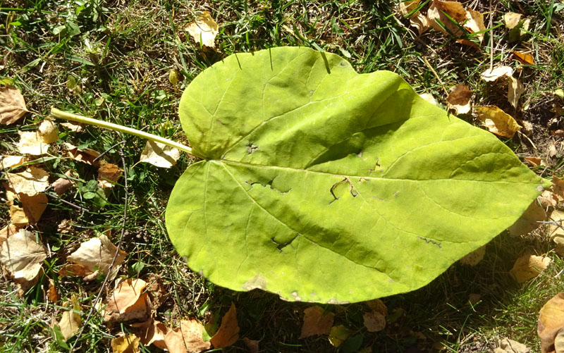 Paulownia tomentosa di Cavalese